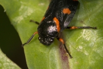 Le Cercope intermdiaire (Homoptre - Cercopidae - Cercopis intermedia)
